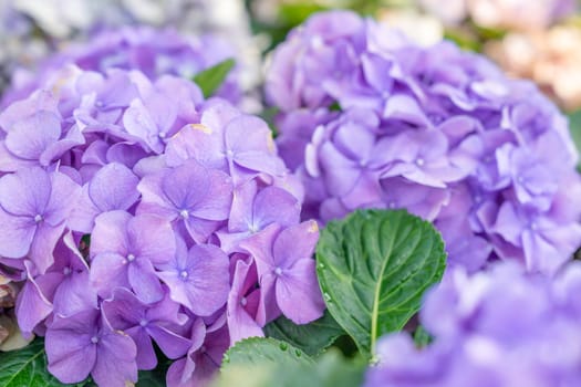 Blooming lilac and light blue hydrangea flowers. Close up photo of beautiful flowers in garden.