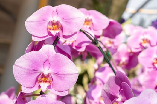 Closeup view of a pink mottled Phalaenopsis orchid plant.