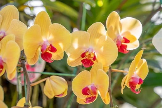 Beautiful Yellow Phalaenopsis orchid.