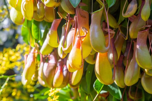 Leaves and pitcher of Nepenthes. Tropical carnivorous predatory plant close-up. Natural background with exotic plants.