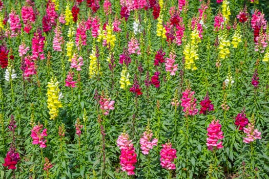 Colorful snapdragon flowers in a garden.