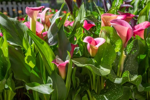 Pink fresh calla lilly flowers on nature background