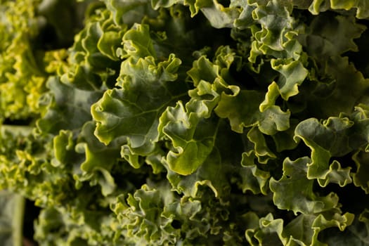 Full frame shot of fresh green kale. unaltered, leaf vegetable, healthy food, raw food and organic concept.