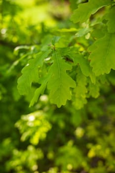 Green fresh oak leaves. Fresh foliage on trees at sunset against a spring background.