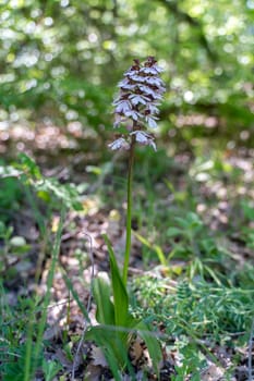 Crimean orchid Yatryshnik. Orchid Baltic iberika wild flower. High quality photo