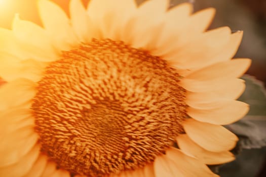 Close-up of a sunflower growing in a field of sunflowers during a nice sunny summer day with some clouds. Helianthus