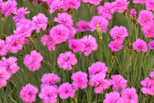 Beautiful pink carnation flower grows in flower bed