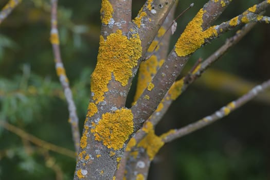 Tree trunk infected with fungi of Teloschistaceae family