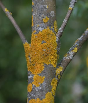 Tree trunk infected with fungi of Teloschistaceae family