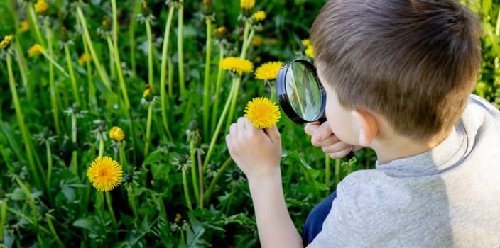 the boy looks at the flower through a magnifying glass. selective focus