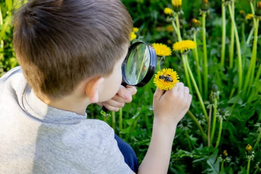 the boy looks at the flower through a magnifying glass. selective focus