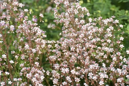 Saxifraga is ornamental herbaceous plant used for landscaping gardens.