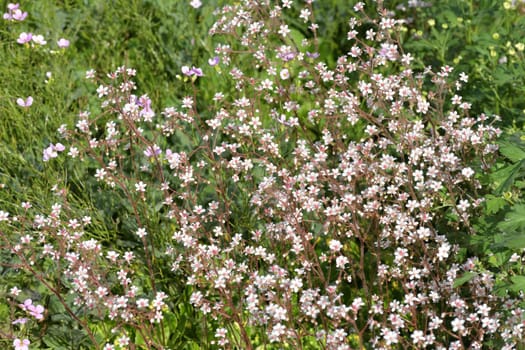 Saxifraga is ornamental herbaceous plant used for landscaping gardens.