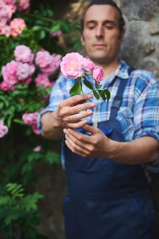 Selective focus on a bouquet of pink roses in the hands of blurred gardener, landscaper maintaining the landscape of the courtyard of a mansion, caring for plants in garden, cutting faded flowers