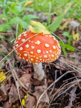 Red poisonous mushroom in nature, Amanita muscaria, fly agaric fungus in forest, fall background