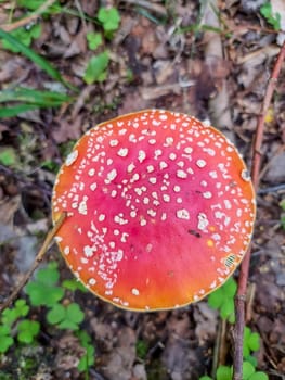 Red poisonous mushroom in nature, Amanita muscaria, fly agaric fungus in forest, fall background