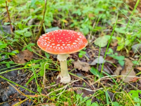 Red poisonous mushroom in nature, Amanita muscaria, fly agaric fungus in forest, fall background