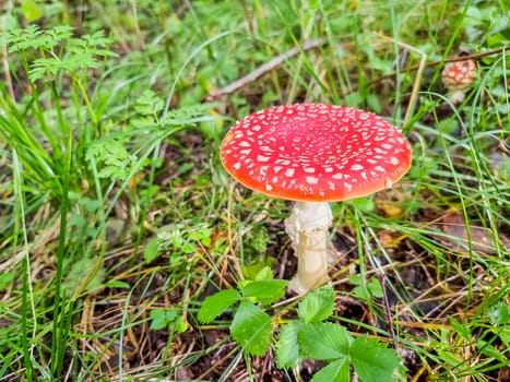Red poisonous mushroom in nature, Amanita muscaria, fly agaric fungus in forest, fall background