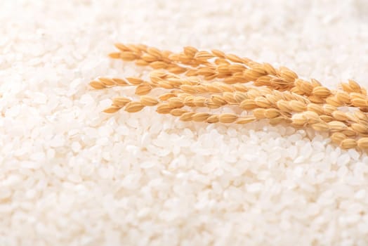 Raw white polished milled edible rice crop on white background in brown bowl, organic agriculture design concept. Staple food of Asia, close up.
