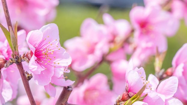 Beautiful and elegant pale light pink peach blossom flower on the tree branch at a public park garden in Spring, Japan. Blurred background.
