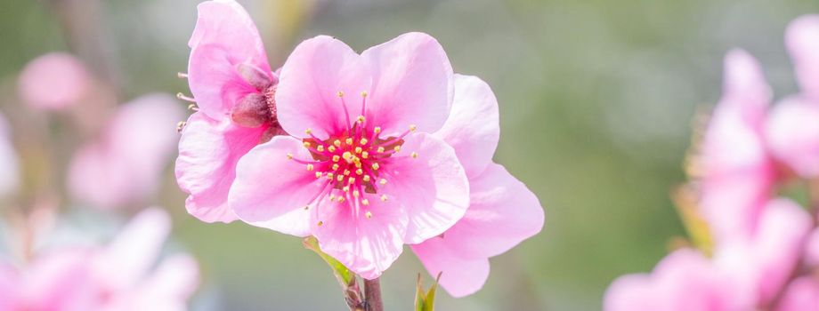 Beautiful and elegant pale light pink peach blossom flower on the tree branch at a public park garden in Spring, Japan. Blurred background.