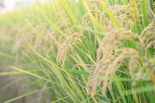 Yellow paddy field swaying over sunset day time in Asia. Raw short grain rice crop stalk, ears detals, organic agriculture farming concept, close up.