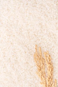 Raw white polished milled edible rice crop on white background in brown bowl, organic agriculture design concept. Staple food of Asia, close up.