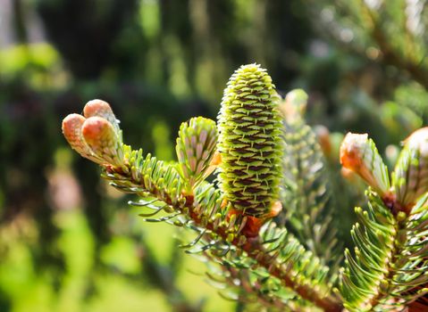 A branch of Korean fir with young cone in spring garden
