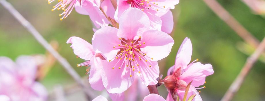 Beautiful and elegant pale light pink peach blossom flower on the tree branch at a public park garden in Spring, Japan. Blurred background.