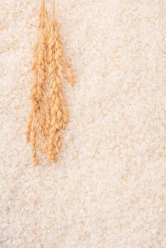 Raw white polished milled edible rice crop on white background in brown bowl, organic agriculture design concept. Staple food of Asia, close up.