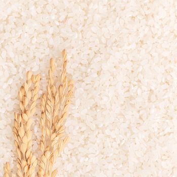 Raw white polished milled edible rice crop on white background in brown bowl, organic agriculture design concept. Staple food of Asia, close up.