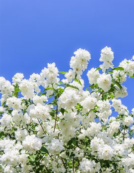 Jasmine flowers in the garden. Closeup of branches with white flowers against blue sky