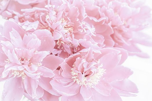 Botanical concept, invitation card - Soft focus, abstract floral background, pale pink peony flower petals. Macro flowers backdrop for holiday brand design