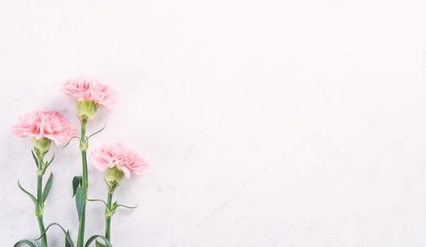 Beautiful, elegant pink carnation flower over bright white marble table background, concept of Mother's Day flower gift, top view, flat lay, overhead