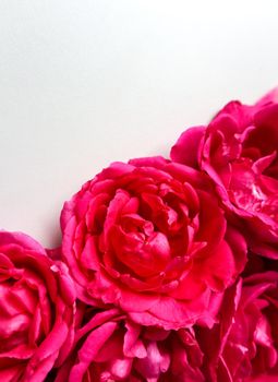 Beautiful pink roses on white background. Ideal for greeting cards