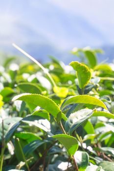 Beautiful green tea crop garden rows scene with blue sky and cloud, design concept for the fresh tea product background, copy space.