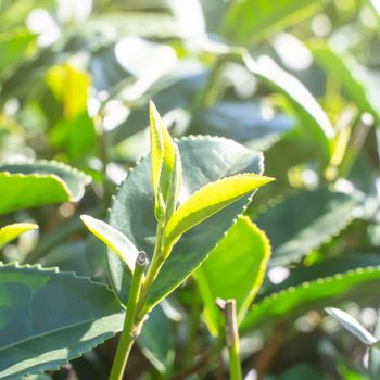 Beautiful green tea crop leaf in the morning with sun flare sunlight, fresh sprout on the tree plant design concept, close up, macro.