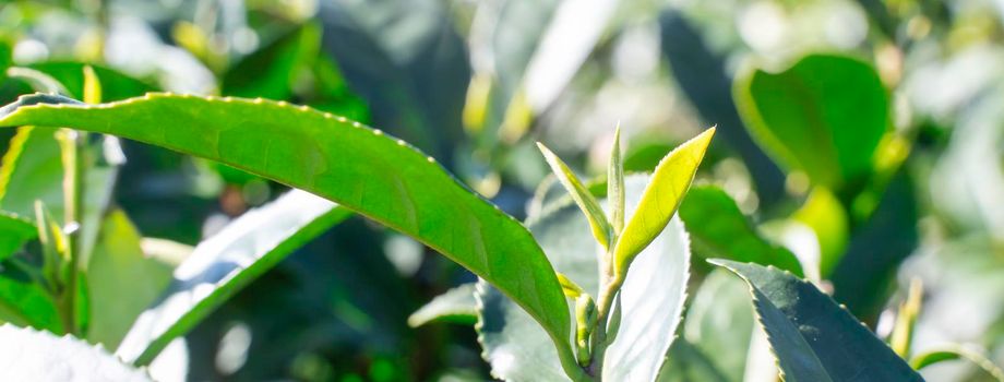 Beautiful green tea crop garden rows scene with blue sky and cloud, design concept for the fresh tea product background, copy space.