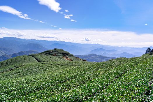 Beautiful tea garden rows scene isolated with blue sky and cloud, design concept for the tea product background, copy space, aerial view