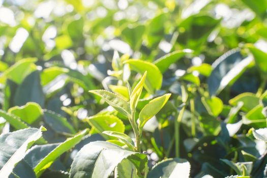 Beautiful green tea crop leaf in the morning with sun flare sunlight, fresh sprout on the tree plant design concept, close up, macro.