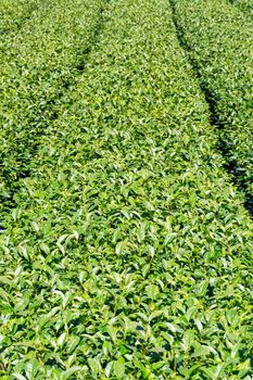 Beautiful tea garden rows scene isolated with blue sky and cloud, design concept for the tea product background, copy space, aerial view