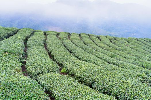 Beautiful green tea crop garden rows scene with blue sky and cloud, design concept for the fresh tea product background, copy space.