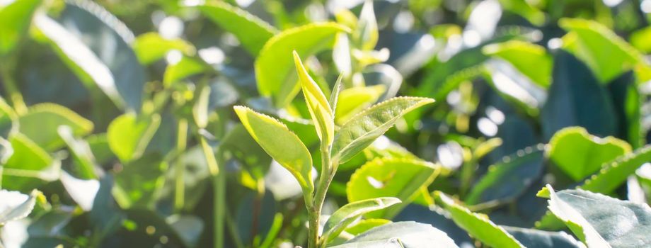 Beautiful green tea crop garden rows scene with blue sky and cloud, design concept for the fresh tea product background, copy space.