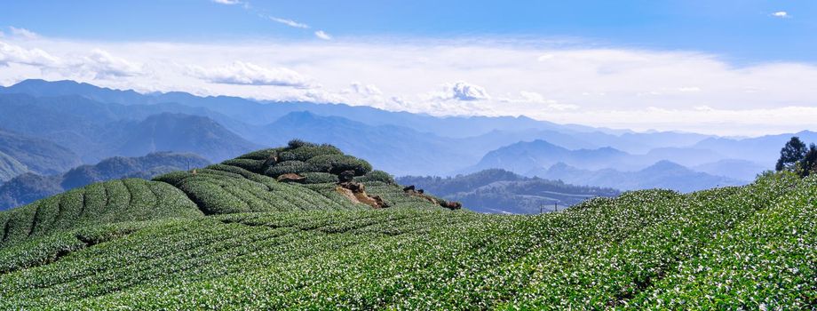 Beautiful green tea crop garden rows scene with blue sky and cloud, design concept for the fresh tea product background, copy space.