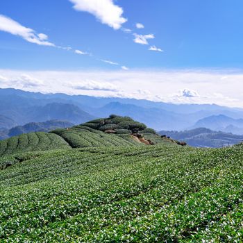 Beautiful tea garden rows scene isolated with blue sky and cloud, design concept for the tea product background, copy space, aerial view