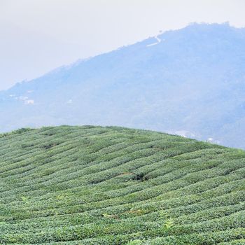 Beautiful green tea crop garden rows scene with blue sky and cloud, design concept for the fresh tea product background, copy space.