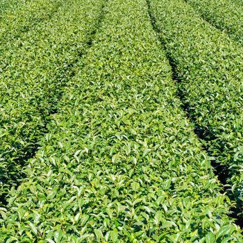 Beautiful green tea crop garden rows scene with blue sky and cloud, design concept for the fresh tea product background, copy space.