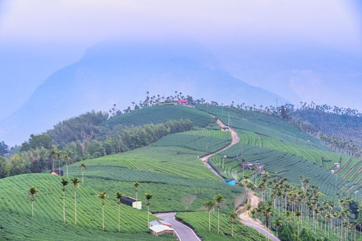 Beautiful green tea crop garden rows scene with blue sky and cloud, design concept for the fresh tea product background, copy space.
