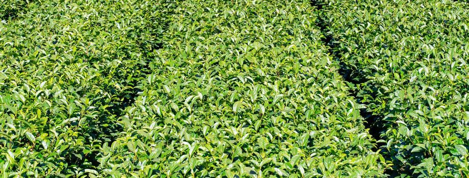 Beautiful green tea crop garden rows scene with blue sky and cloud, design concept for the fresh tea product background, copy space.