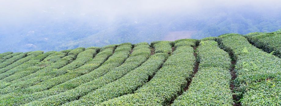 Beautiful green tea crop garden rows scene with blue sky and cloud, design concept for the fresh tea product background, copy space.